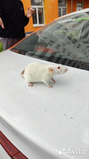 Крысы дамбо девочки