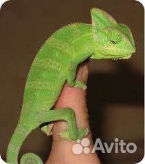 Передержка хамелеона и другой экзотики