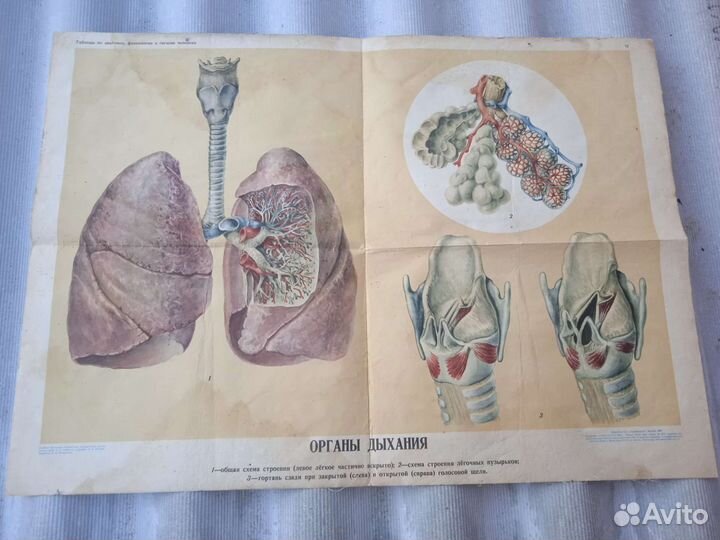 Учебные плакаты СССР по Биологии на холсте