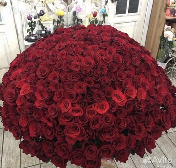 Розы 25 шт 51 штука 101 роза доставка