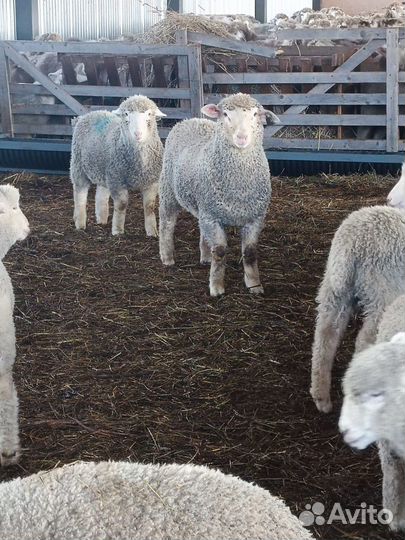 Ягнята молочные