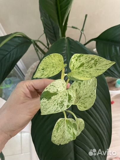 Эпипремнум марбл квин