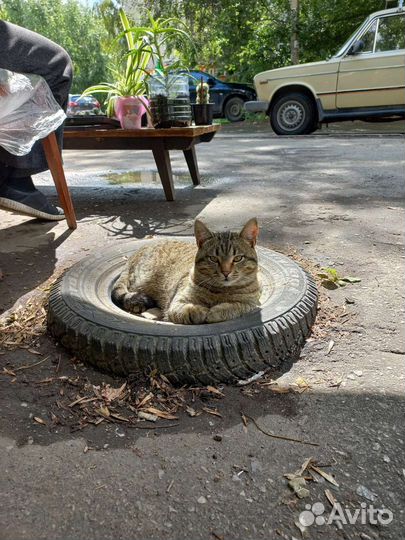 Кот в добрые руки