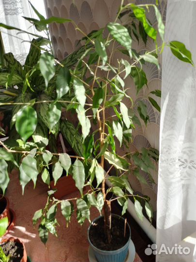 Комнатные цветы