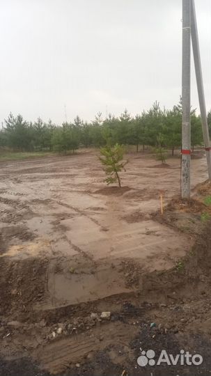 Расчистка участков от деревьев и порослей