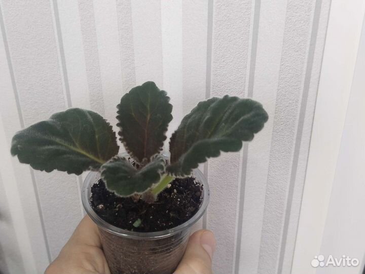 Глоксиния комнатный цветок