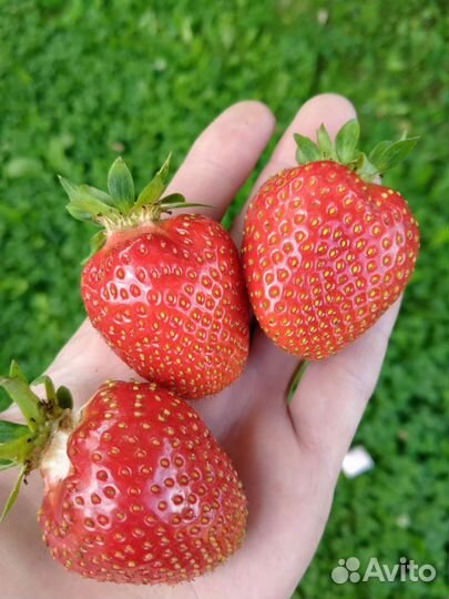 Рассада клубники