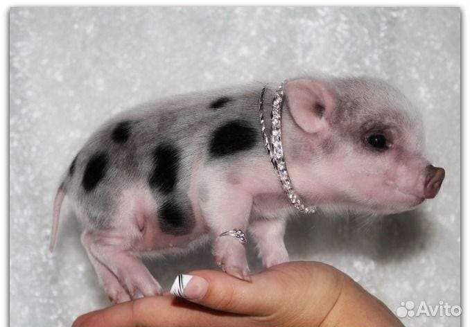 Мини, Микропиги