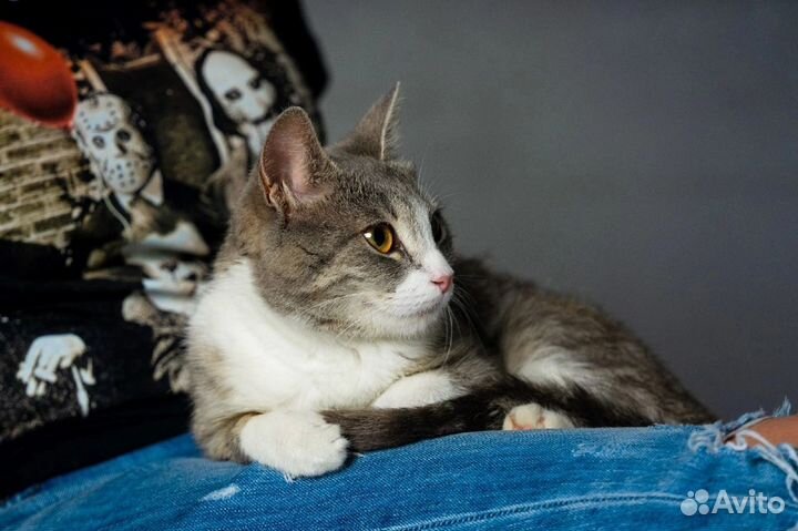 Кошка 10 мес