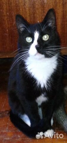 Котик чёрно-белый домашний, 6лет