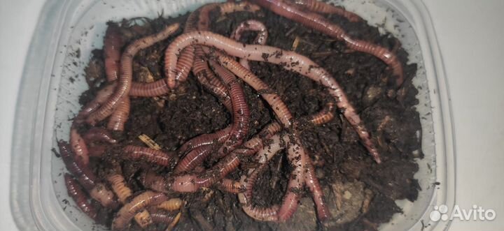 Черви для рыбалки