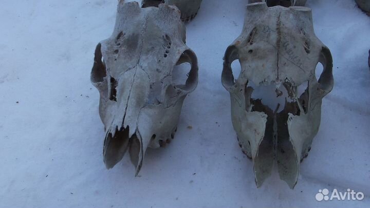 Череп косули