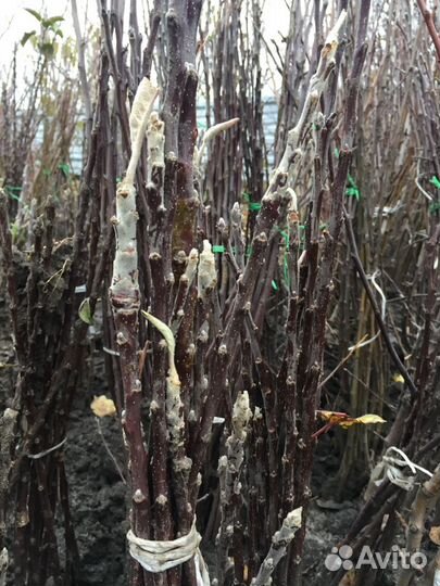 Саженцы персика