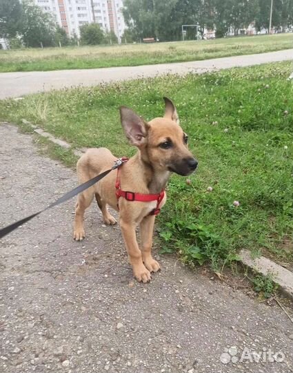 Щенок в семью