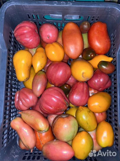 Помидоры деревенские