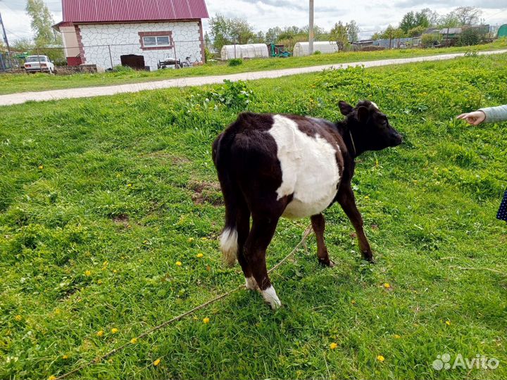 Телёнок 8месяцев