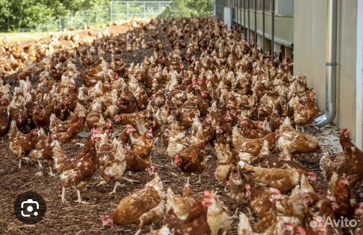 Куры несушки