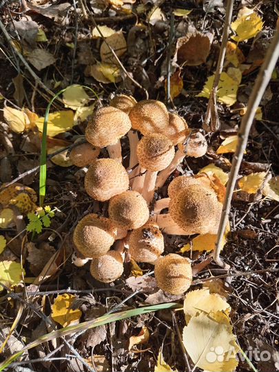 Грибы опята свежие