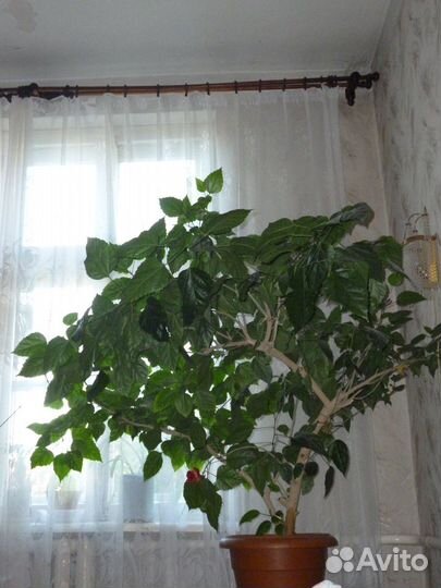 Китайская роза гибискус