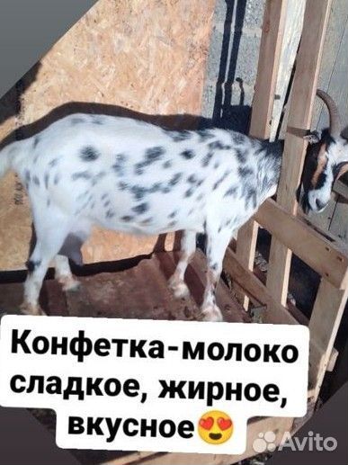 Камерунские козы 87.5% 5 мес