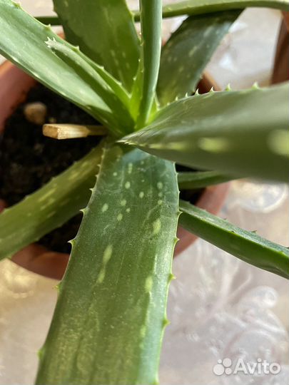 Алоэ Вера Барбаденсис