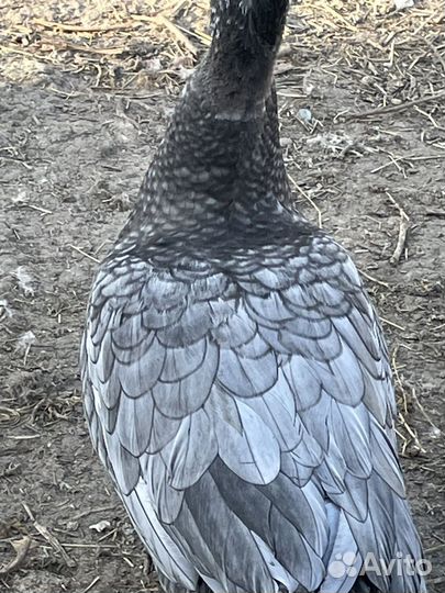 Лавандовые индоутки