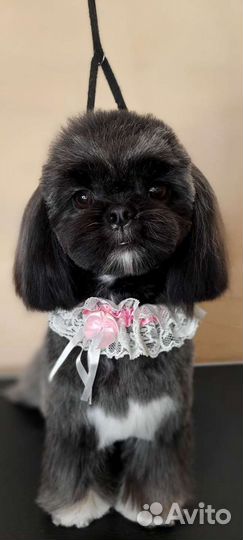 Груминг- Стрижка собак и кошек. уз чистка зубов