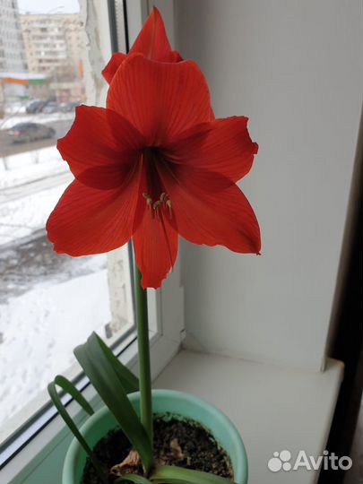 Цветок Амариллис