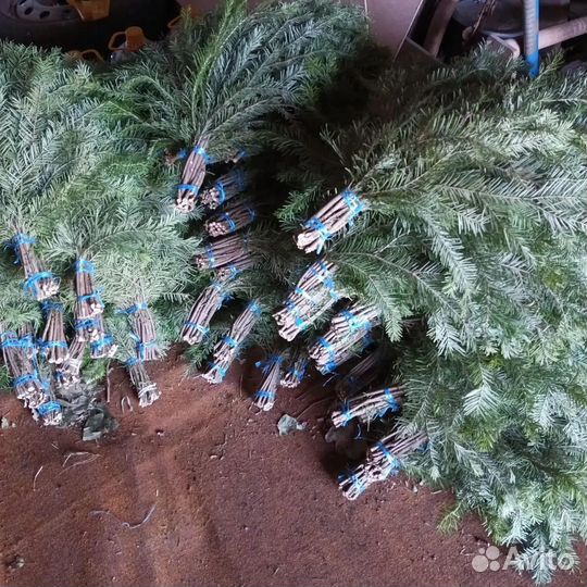 Веник из пихты