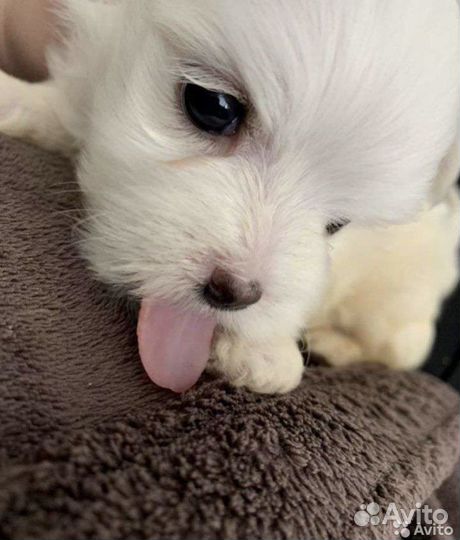 Мальтезе малыши