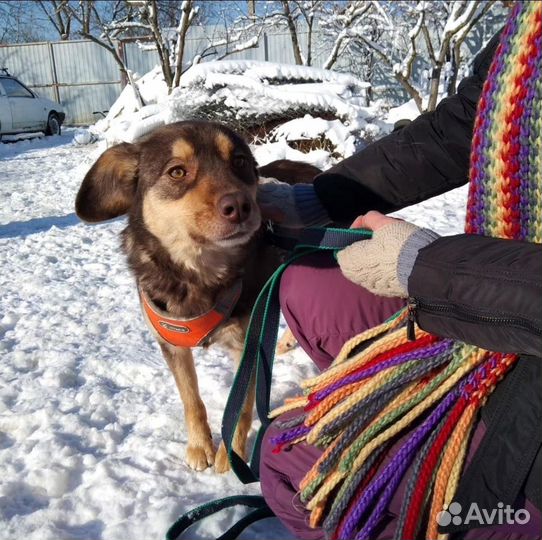 Собака Марта