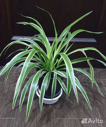 Хлорофитум