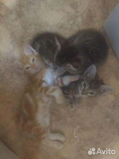 Кошка в дар