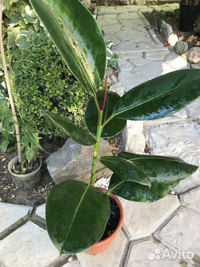 Фикус робуста