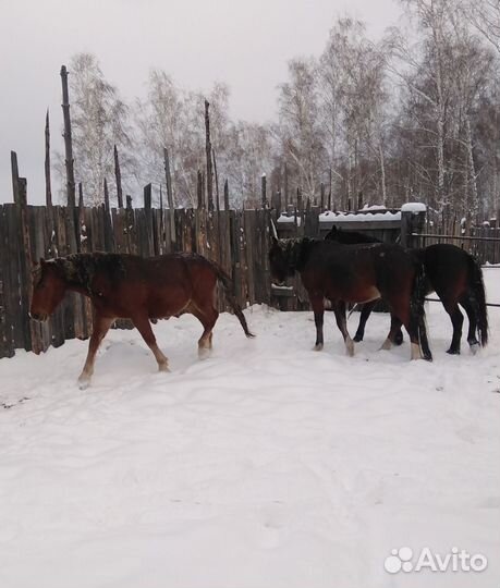 Продам коней