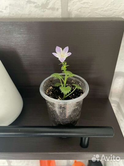 Укорененный саженец Кампанулы (любовник)