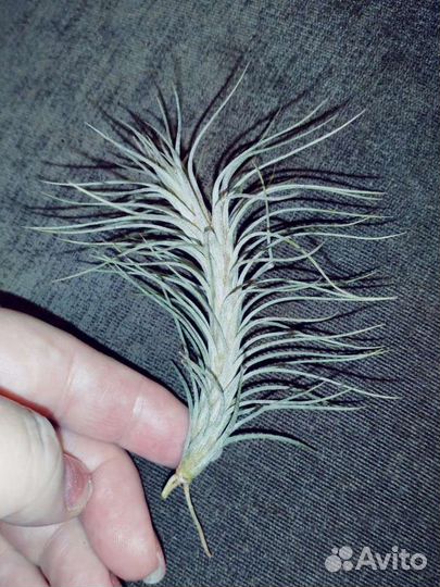 Тилландсия уснеевидная атмосферное растение