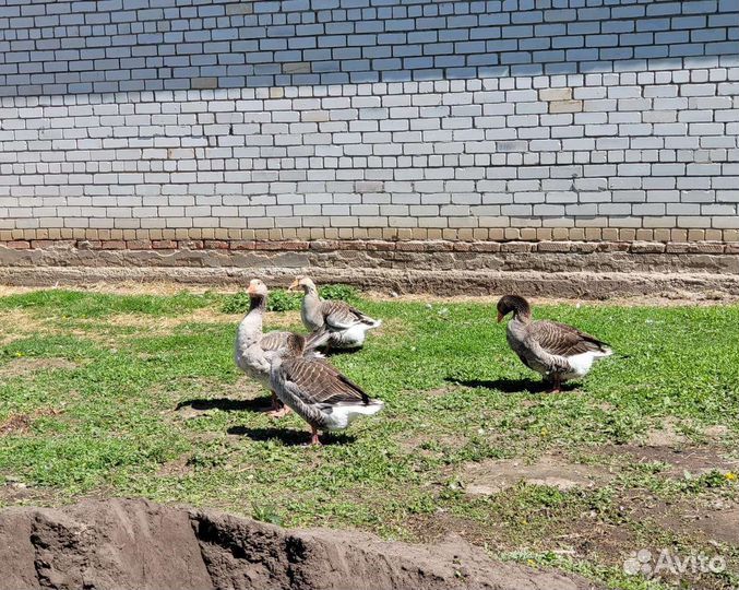 Гуси горбоносые, Гуси холмогоры,Гуси крупные серые