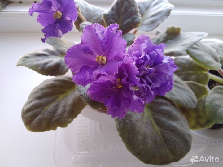 Фиалки сортовые цветущие