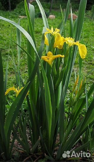 Астильбы Хризантемы Ирисы Папортник. Клематисы Вод