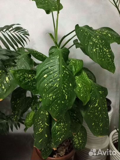 Диффенбахия