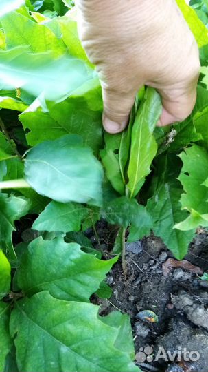 Дуб красный(семена и саженцы)