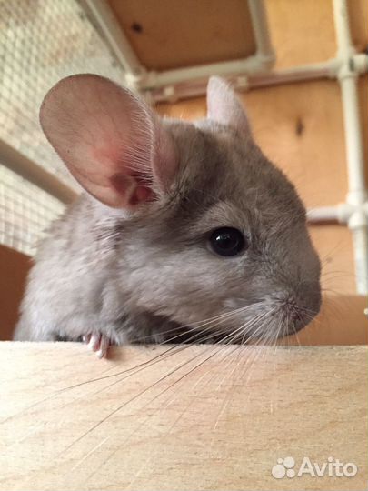 Шиншилленок