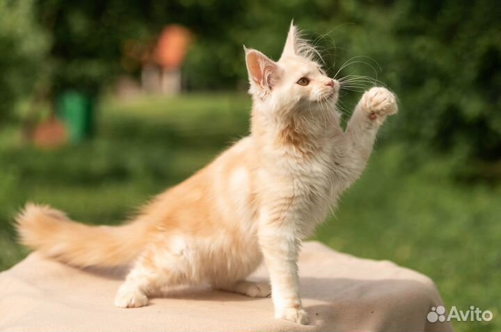 Котята Мэйн Кун