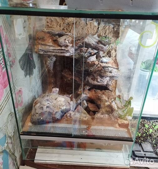 Эублефар с террариумом