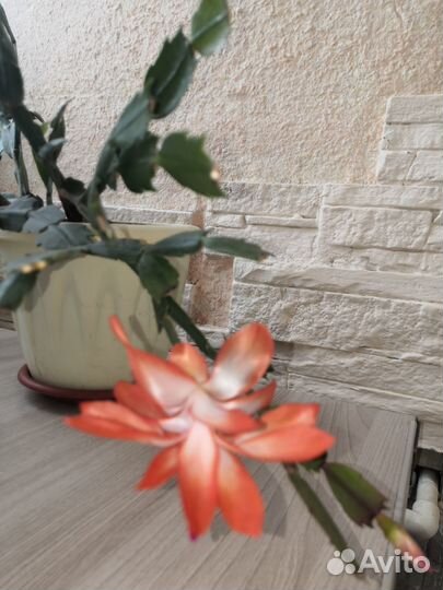 Цветы Декабрист и Эписция