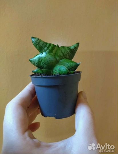 Сансевиерия сортовая, Цилиндрика и др