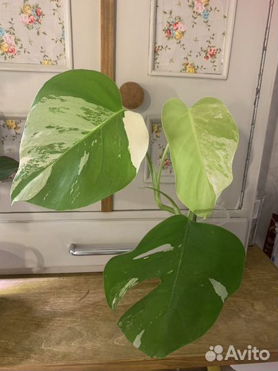 Монстера альба