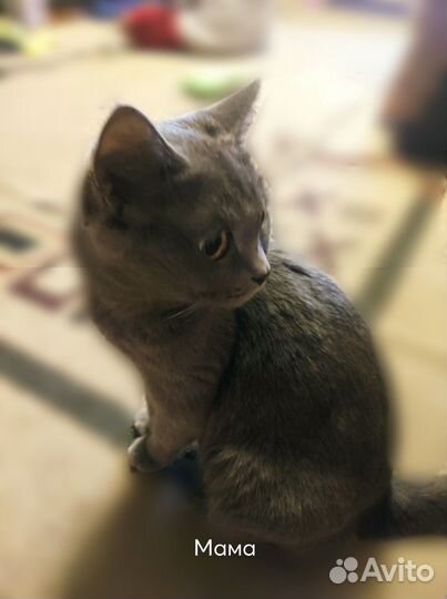 Продаются котята, 2 месяца