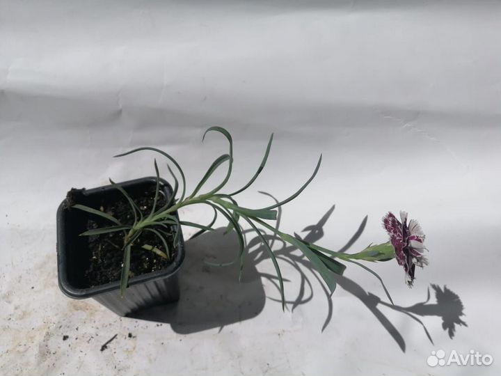 Гвоздика Софи 0,3-0,5